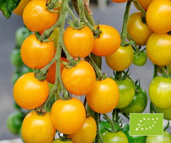 Tomate (Solanum lycopersicum) Goldkrone BIO