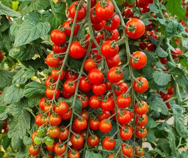 Pomodoro (Solanum lycopersicum) Golotyna F1 - Immagine 3