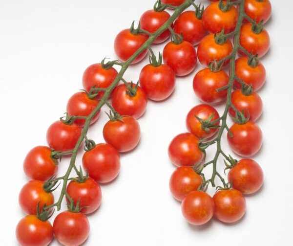 Pomodoro (Solanum lycopersicum) Golotyna F1 - Immagine 2