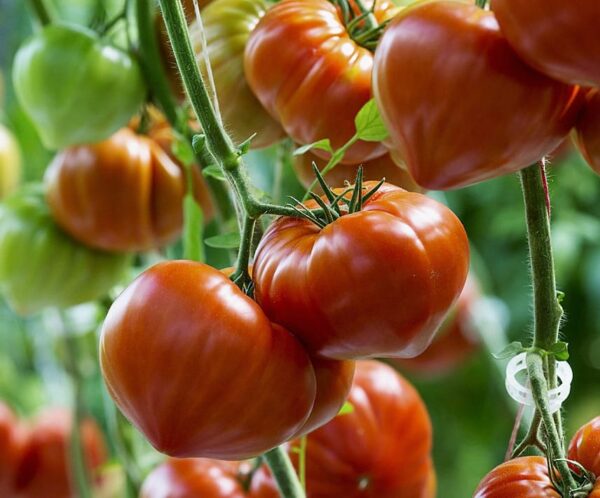 Tomato (Solanum lycopersicum) Gourmandia F1