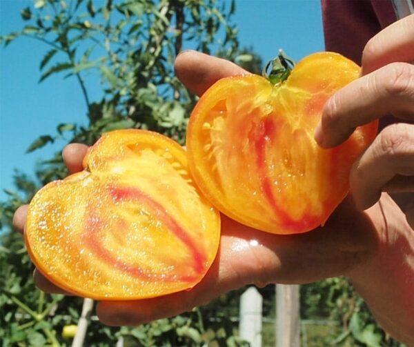 Tomato (Solanum lycopersicum) Gourmansun PhR F1 - Image 2