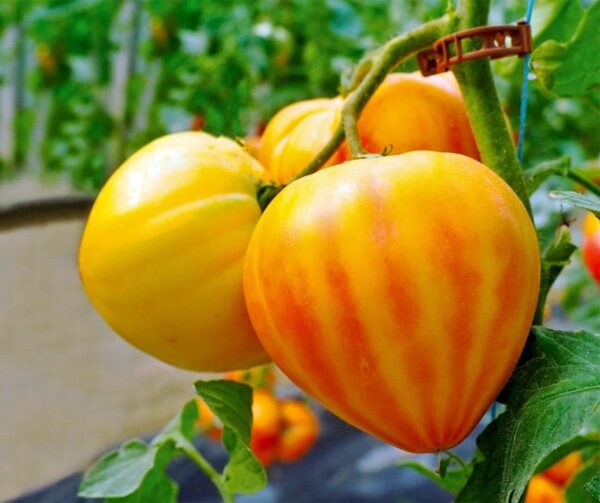Tomato (Solanum lycopersicum) Gourmansun PhR F1