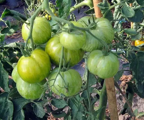 Tomato (Solanum lycopersicum) Green Zebra BIO - Afbeelding 2