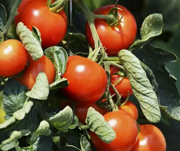 Tomate (Solanum lycopersicum) Harzfeuer F1