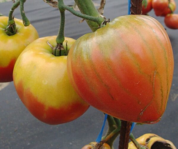 Tomato (Solanum lycopersicum) Herodes