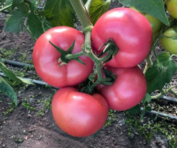 Tomato (Solanum lycopersicum) Honey Moon PhR F1 - Afbeelding 3