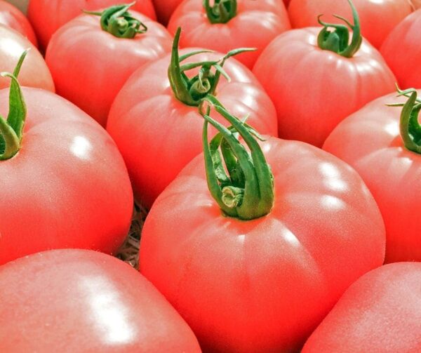 Tomato (Solanum lycopersicum) Honey Moon PhR F1 - Afbeelding 2