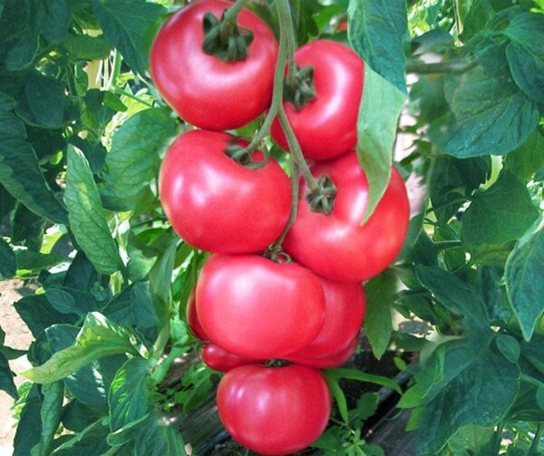 Tomato (Solanum lycopersicum) Honey Moon PhR F1