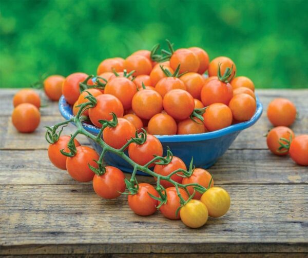 Pomodoro (Solanum lycopersicum) Honeycomb F1