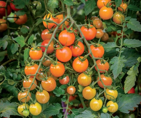 Pomodoro (Solanum lycopersicum) Honeycomb F1 - Immagine 2