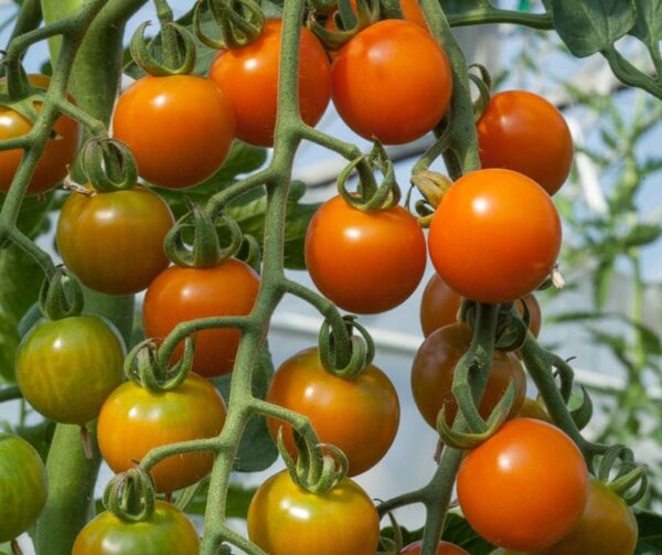 Pomodoro (Solanum lycopersicum) Honeycomb F1 - Immagine 3
