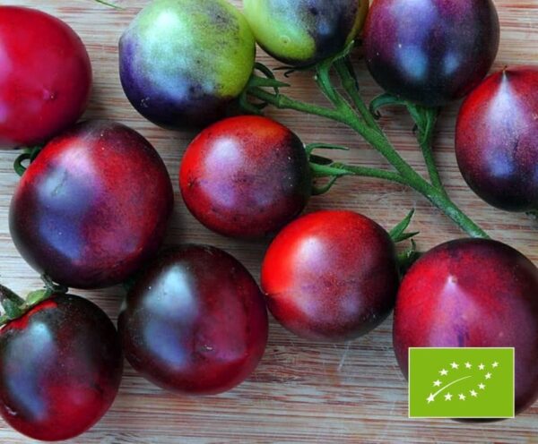 Tomat (Solanum lycopersicum) Indigoblå bär EKOLOGISK