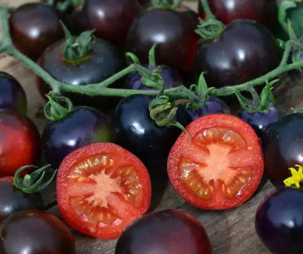 Tomate (Solanum lycopersicum) Indigo Rose - Bild 3