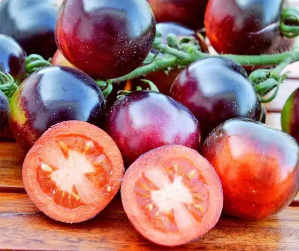 Tomate (Solanum lycopersicum) Indigo Rose - Bild 2