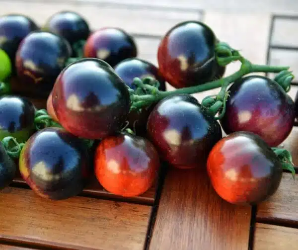 Tomate (Solanum lycopersicum) Indigo Rose