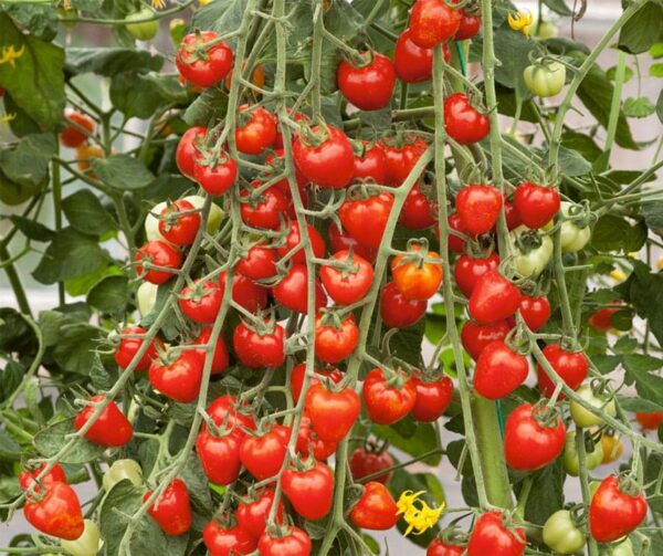 Pomodoro (Solanum lycopersicum) Jahodo