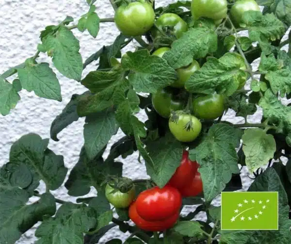 Tomato (Solanum lycopersicum) Jani BIO