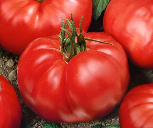 Tomate (Solanum lycopersicum) Jergus F1