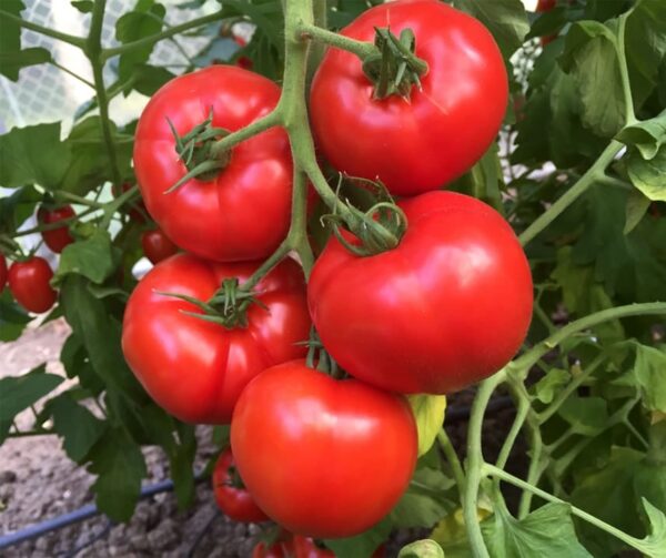 Tomato (Solanum lycopersicum) Jouvance F1