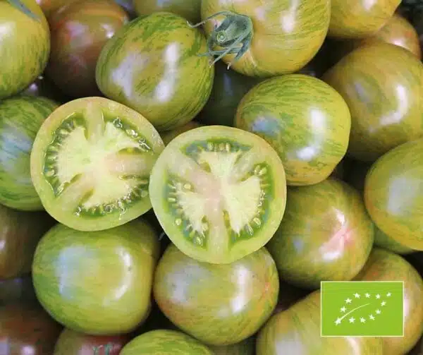 Tomato (Solanum lycopersicum) Kalypso BIO