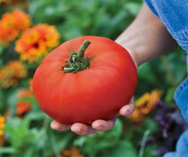Tomato (Solanum lycopersicum) Knockout F1