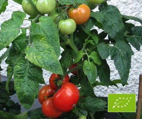 Tomato (Solanum lycopersicum) Kremser Perle BIO