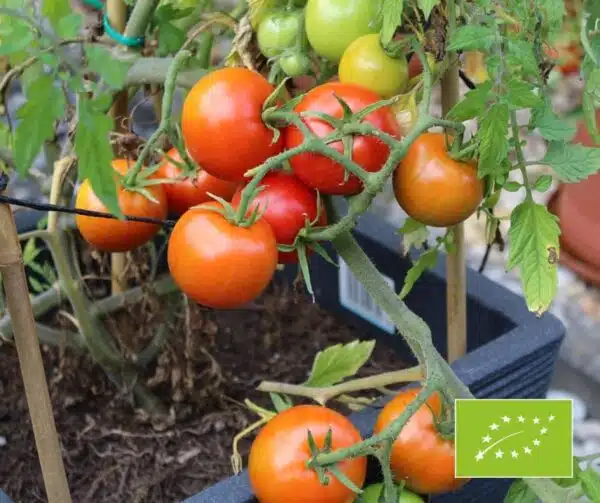 Tomate (Solanum lycopersicum) Legende PhR BIO