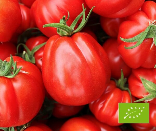 Tomato (Solanum lycopersicum) Liguria BIO