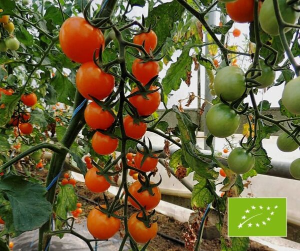 Pomodoro (Solanum lycopersicum) Lillit BIO