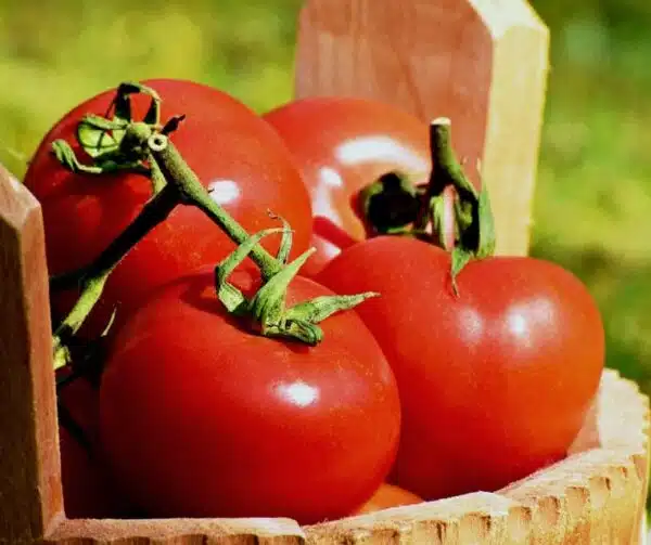 Tomate (Solanum lycopersicum) Loriane F1