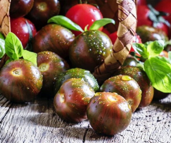 Tomato (Solanum lycopersicum) Luther F1 - Afbeelding 2