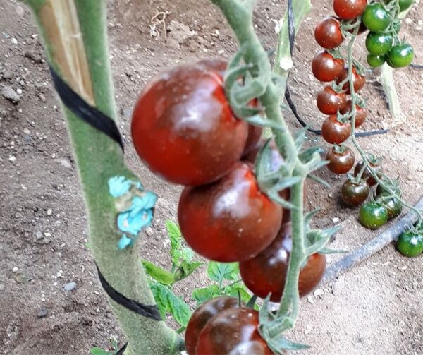 Tomato (Solanum lycopersicum) Luther F1 - Afbeelding 3