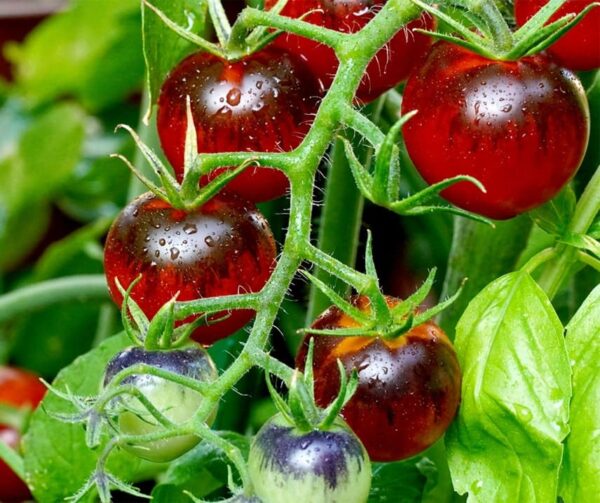 Tomato (Solanum lycopersicum) Luther F1