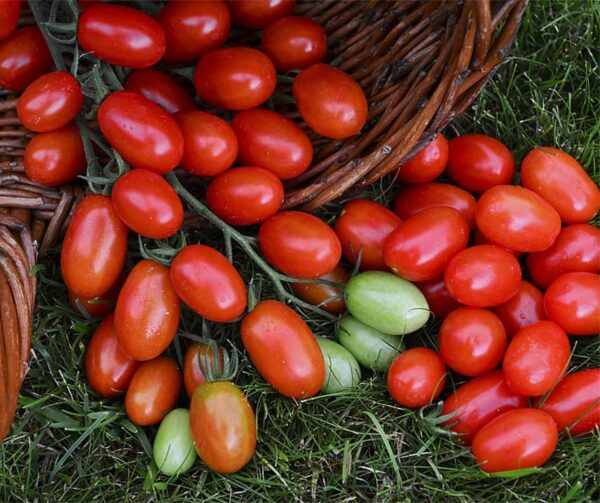 Tomato (Solanum lycopersicum) Mandat F1