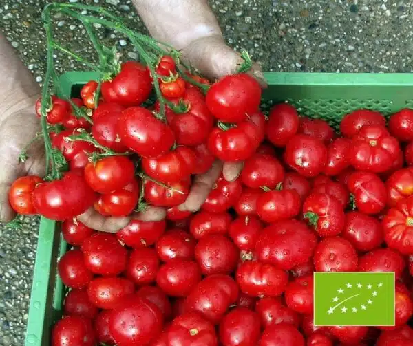 Tomate (Solanum lycopersicum) Marglobe BIO