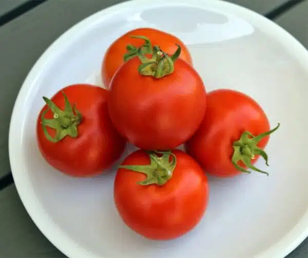 Tomato (Solanum lycopersicum) Marienka F1 - Afbeelding 2