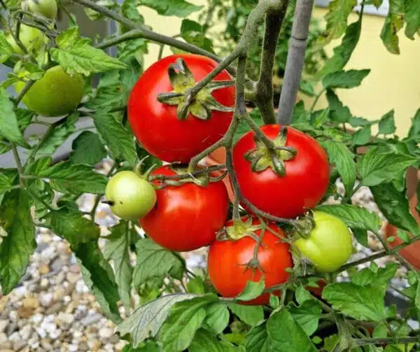Tomato (Solanum lycopersicum) Marienka F1 - Afbeelding 3