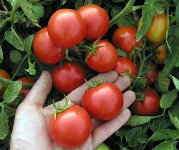 Tomato (Solanum lycopersicum) Marienka F1