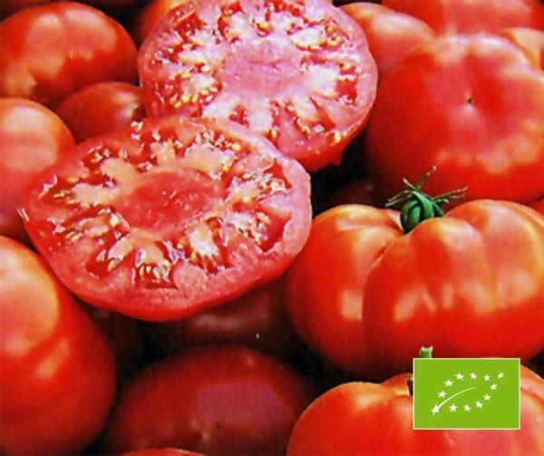 Tomato (Solanum lycopersicum) Marmande BIO