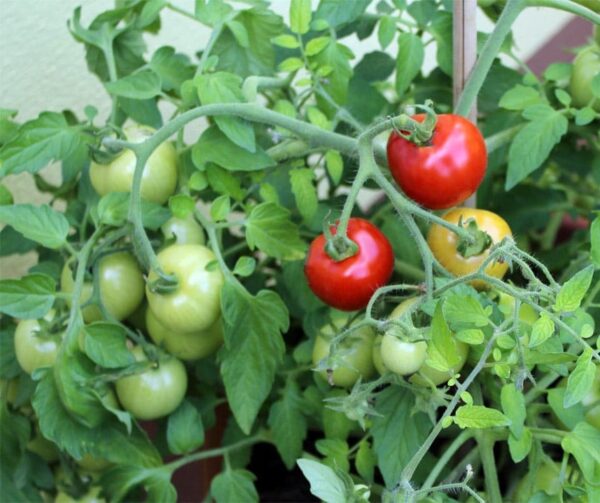 Tomato (Solanum lycopersicum) Maskotka