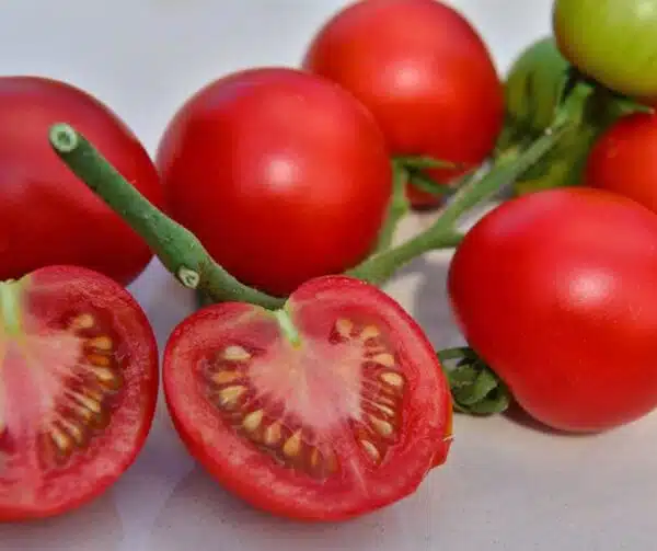 Tomate (Solanum lycopersicum) Matina BIO - Image 2