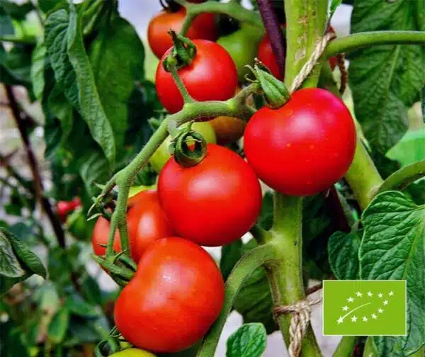 Tomate (Solanum lycopersicum) Matina BIO
