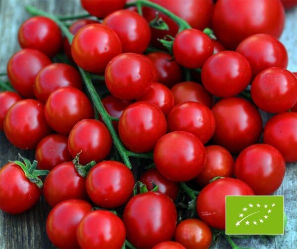 Tomato (Solanum lycopersicum) Miel du Mexique BIO