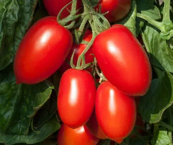 Tomate (Solanum lycopersicum) Nagina PhR F1