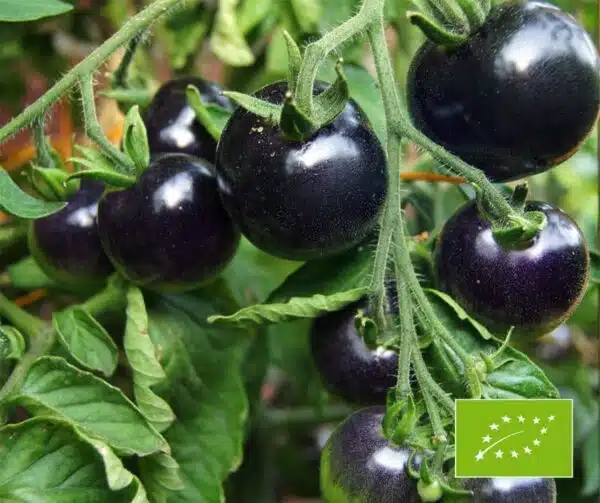 Tomate (Solanum lycopersicum) OSU Bleu BIO