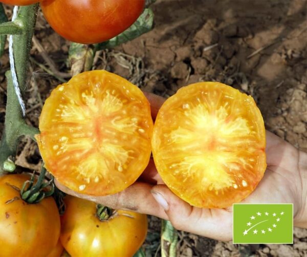 Tomato (Solanum lycopersicum) Oaxacan Jewel BIO