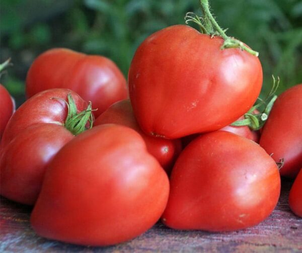 Tomate (Solanum lycopersicum) Cuor di Bue (Ochsenherz)