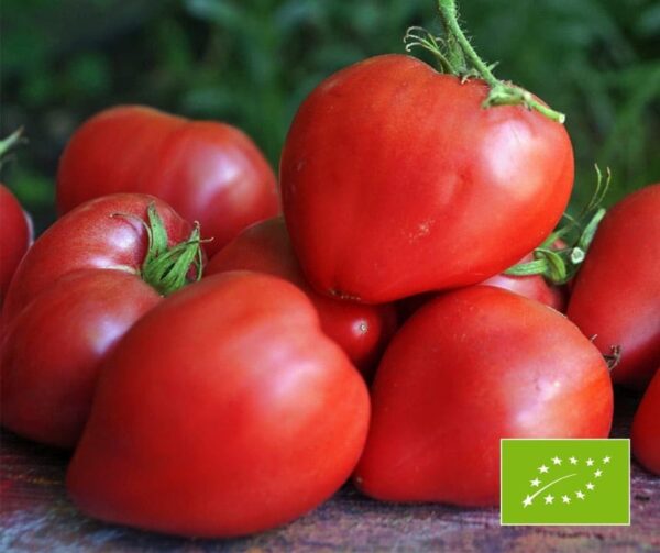 Tomato (Solanum lycopersicum) Cuor di Bue (Ochsenherz) BIO