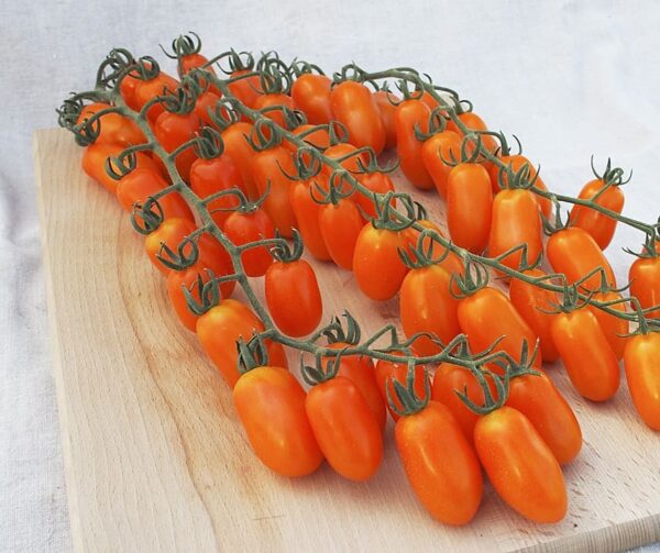 Tomate (Solanum lycopersicum) Odat F1 - Imagen 2