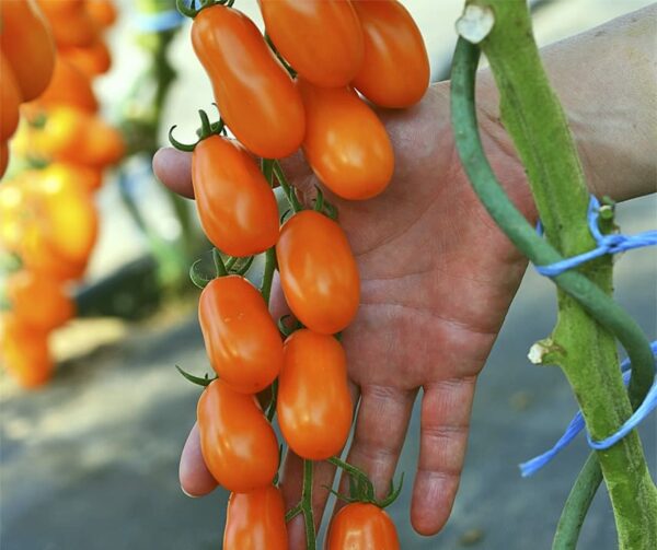 Tomate (Solanum lycopersicum) Odat F1